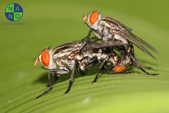 Khả năng sinh sản của ruồi giấm 1
