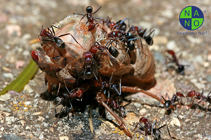 Loài kiến sẽ ăn gì 3