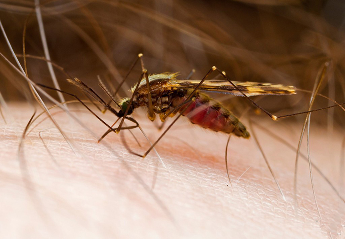 Tại sao muỗi cái lại hút máu