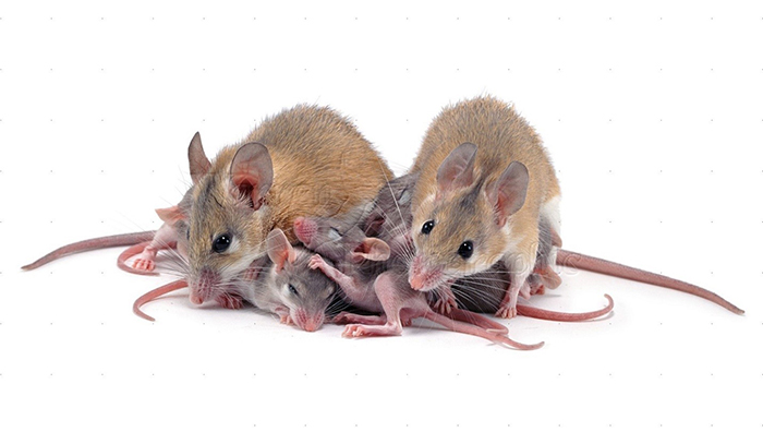 Sinh sản của loài chuột 1