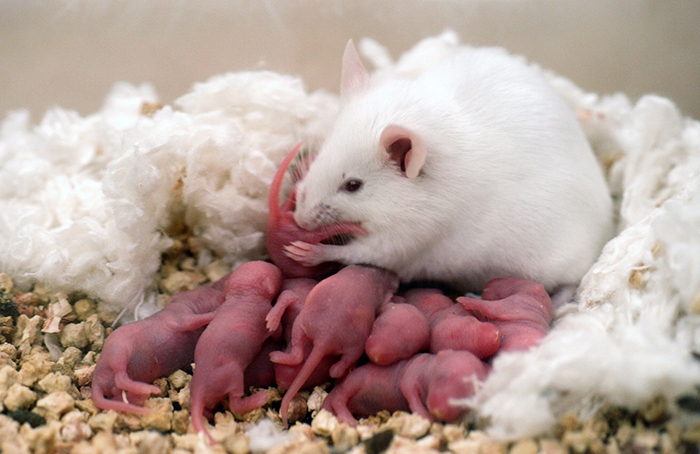 Sinh sản của loài chuột 2