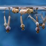 Mosquito (Culex sp.) larvae and pupae hanging at the water's surface.