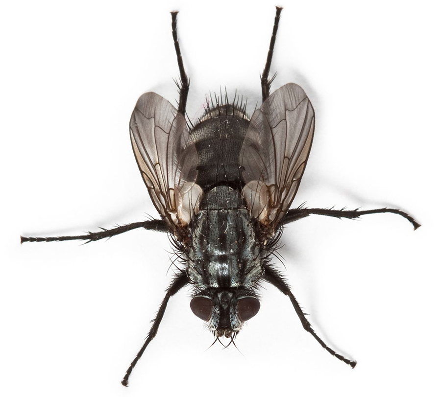 Common house fly (Musca Domestica)