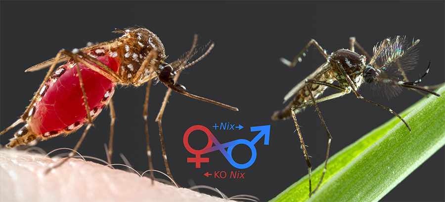 mosquito male and femaile