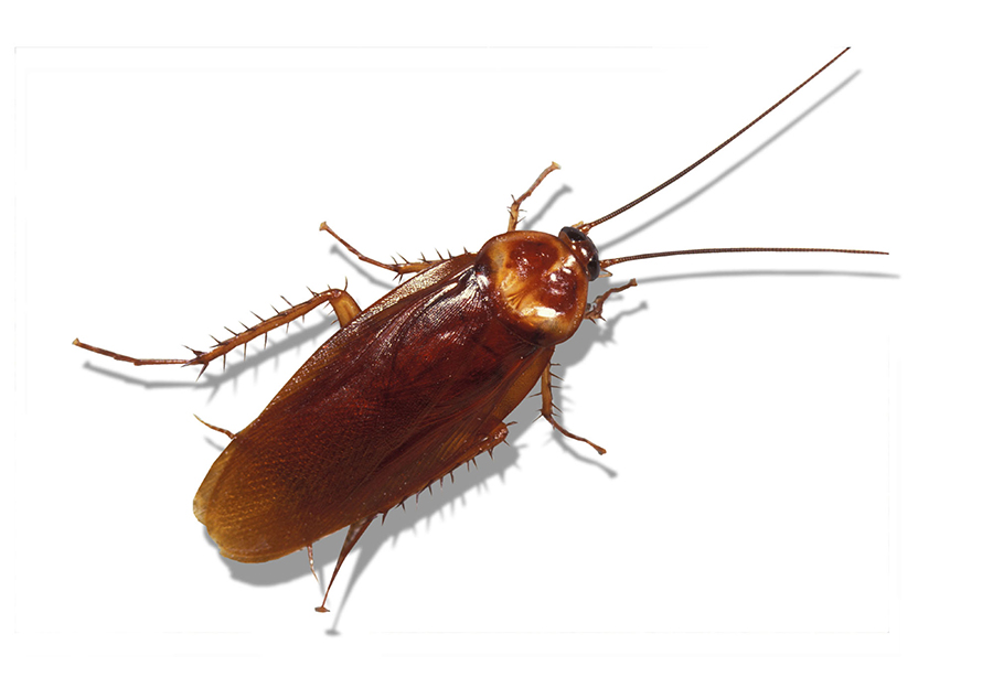 pests: American cockroach, at left, is ubiquitous; Florida harvester ants (Pogonomyrmex badius), above, have a sting you won't forget. University of Florida photos/James Castner, Department of Entomology and Nematology
Story Slug: LIbugprof.ART|LIbugprof.ART|LIbugprof.ART