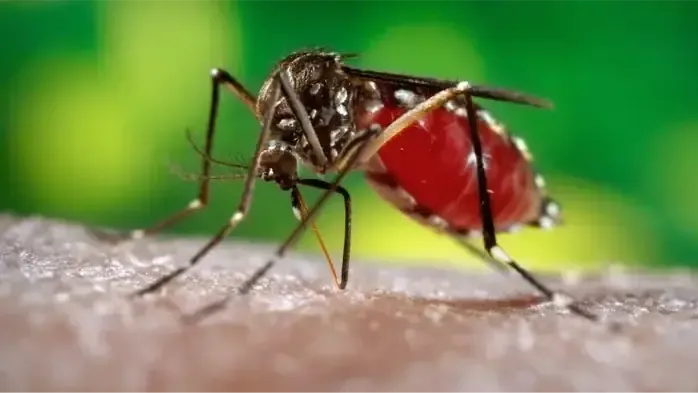 Aedes albopictus – Muỗi hổ châu Á