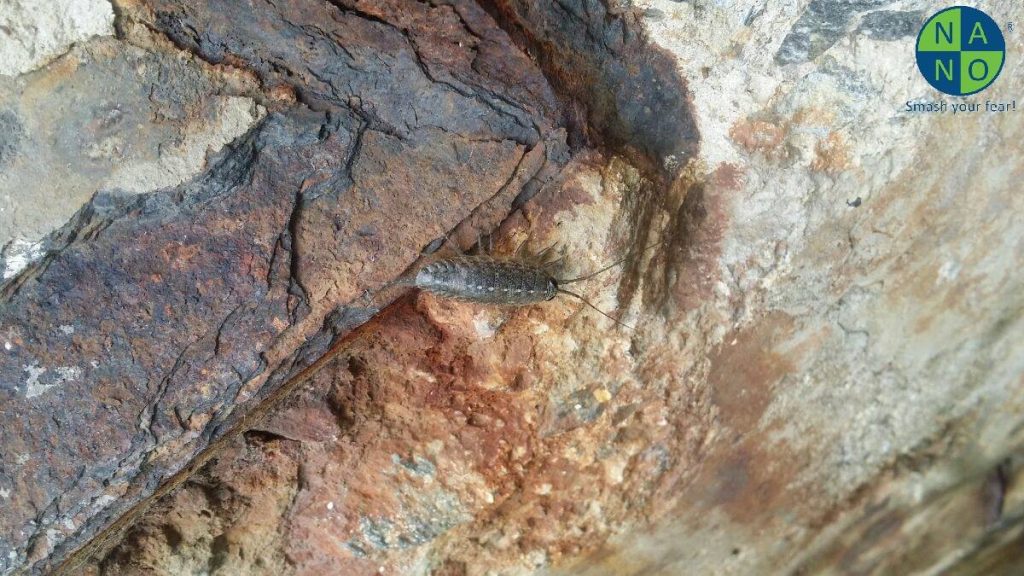 Rận gỗ (Sowbug và Pillbug) 1