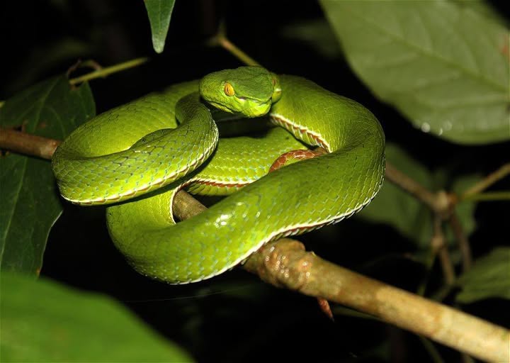 Rắn lục sừng