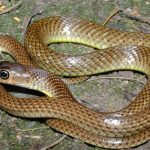 Rắn ráo thường