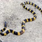 Rắn cạp nong Bungarus fasciatus