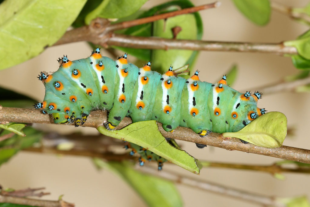 calleta-silkmoth Sâu bướm Calleta Silkmoth