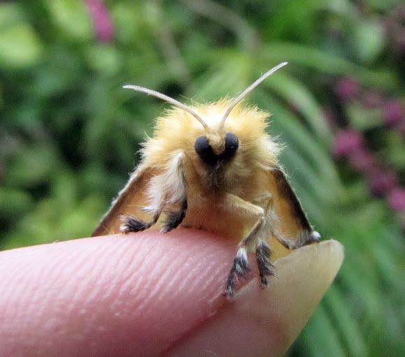 flannel-moth Flannel Moth