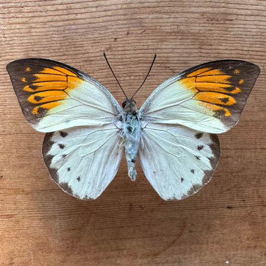 great-orange-tip-butterfly Great Orange Tip Butterfly