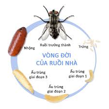 Quá trình sinh trưởng và phát triển của ruồi nhà