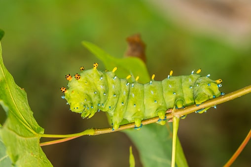 sau-buom-cecropia-moth Sâu bướm Cecropia Moth