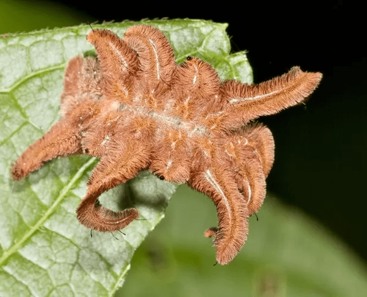sau-buom-monkey-slug Sâu bướm Monkey Slug