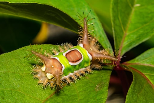 sau-buom-saddleback Sâu bướm Saddleback